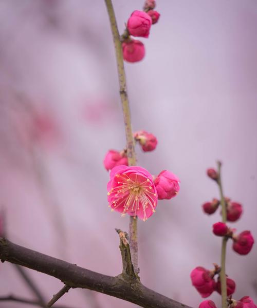 梅花树种植的最佳季节和步骤是什么？