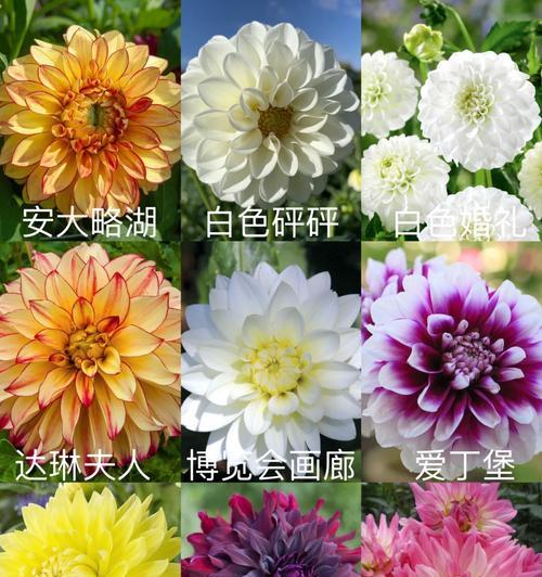 大丽花的养殖条件和繁殖方法是什么？