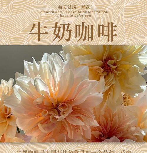 大丽花的养殖条件和繁殖方法是什么？