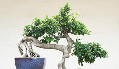 榕树盆栽有哪些品种？它们各自有什么特性？