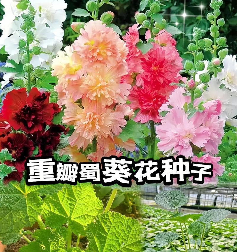 蜀葵种子的最佳收获时间是什么时候？