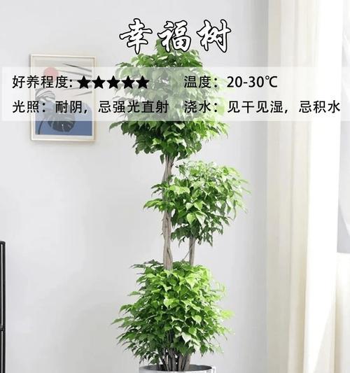 盆栽的品种有哪些？如何选择适合自己的盆栽？