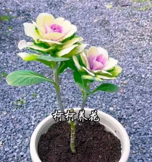 羽衣甘蓝的种植技巧有哪些？