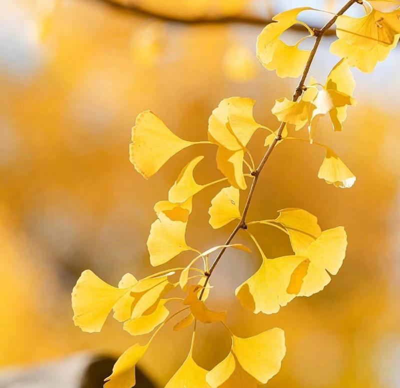 银杏树的花是什么样子？银杏树的花期和特点是什么？