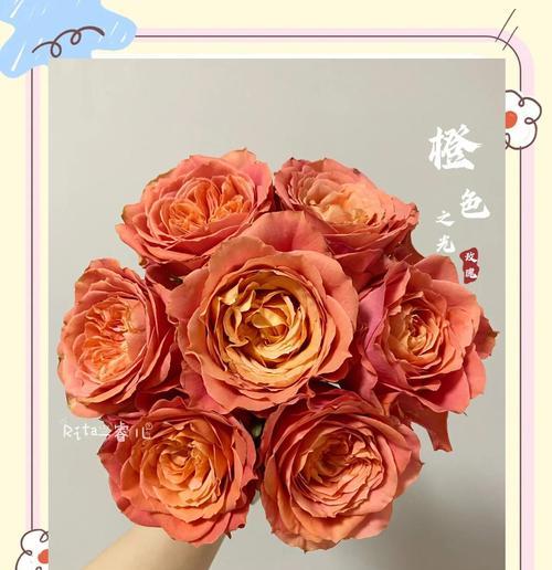 玫瑰花的养护秘诀是什么？