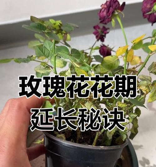 玫瑰花的养护秘诀是什么？