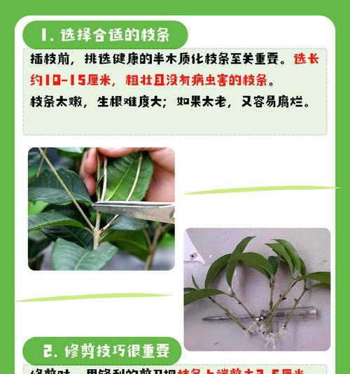 扦插怎么进行？扦插植物的正确步骤是什么？