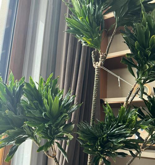什么花提神？哪些花卉能帮助提神醒脑？