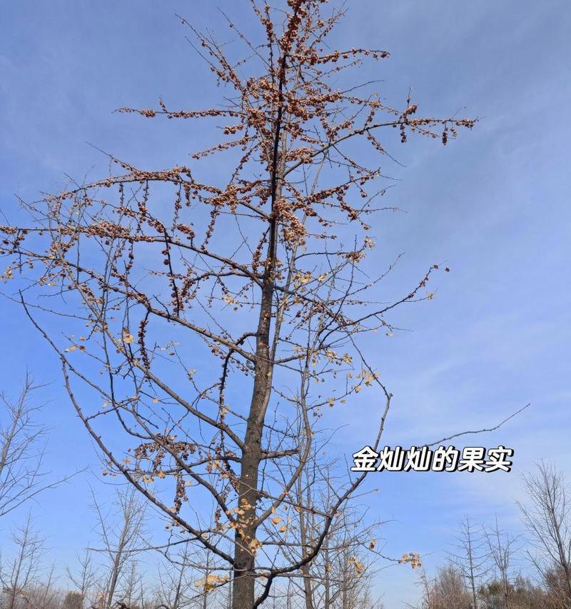 银杏花的形态特征及其意义是什么？