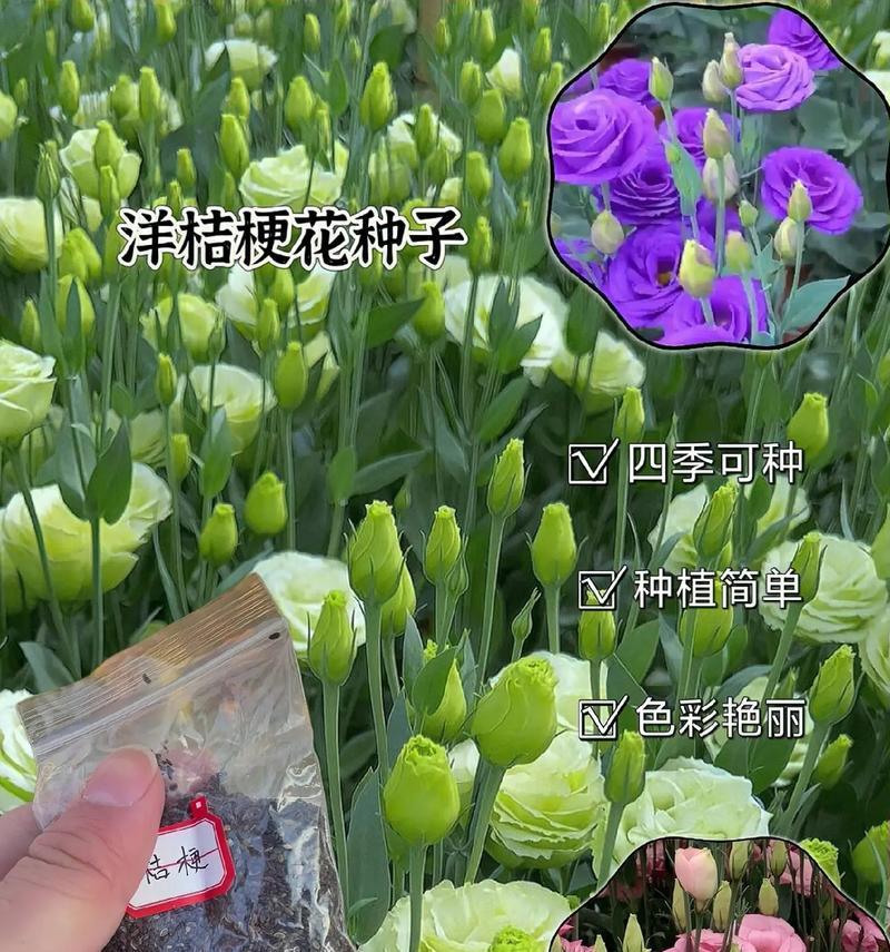 如何正确收集和保存花的种子？