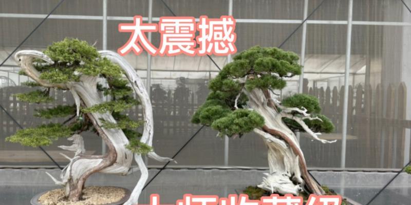 真柏有哪些品种？真柏品种的选购和养护方法是什么？