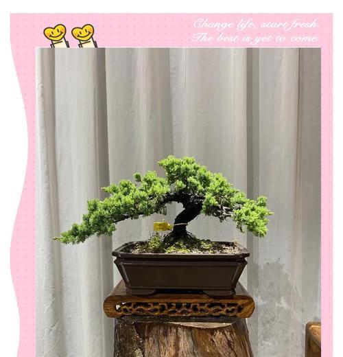 真柏有哪些品种？真柏品种的选购和养护方法是什么？