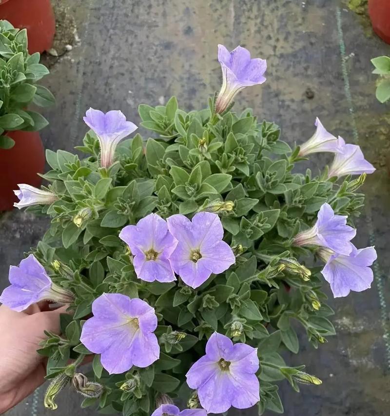 牵牛花的养殖技巧和常见问题解答？