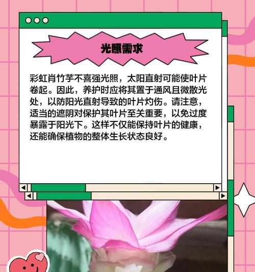 彩虹植物的养殖要点？如何让其色彩更加鲜艳？