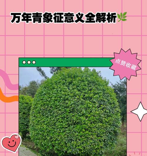 万年青的寓意是什么？万年青有哪些象征意义？