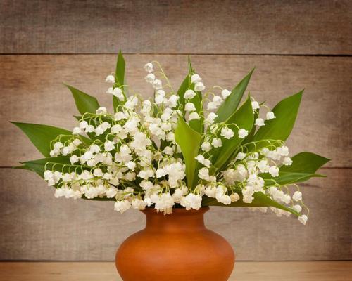 哪些花卉适合盆栽种植？盆栽花卉的养护技巧是什么？