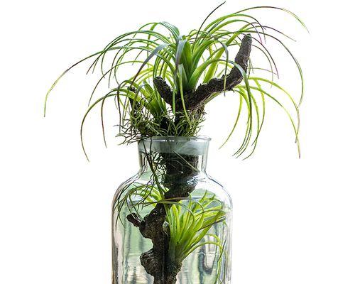 玻璃植物的正确养护方法是什么？