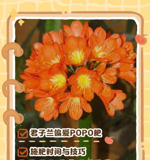 君子兰喜欢什么肥料？施肥时应该注意什么？
