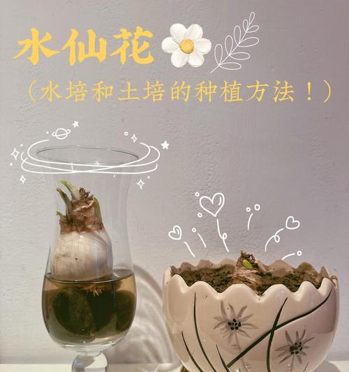 水仙花栽培技巧有哪些？