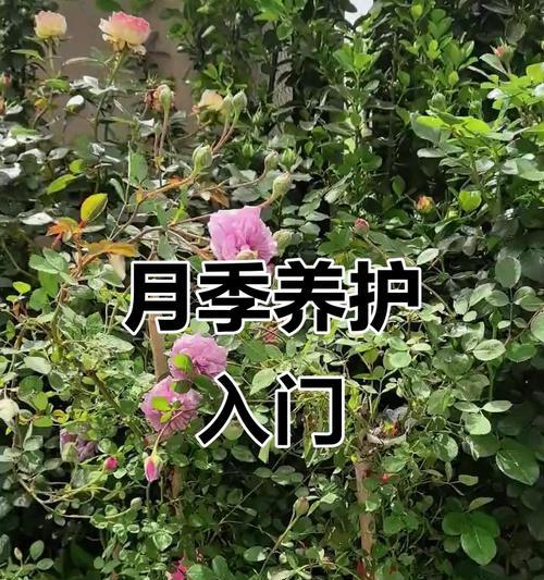 月季花养殖的秘诀是什么？