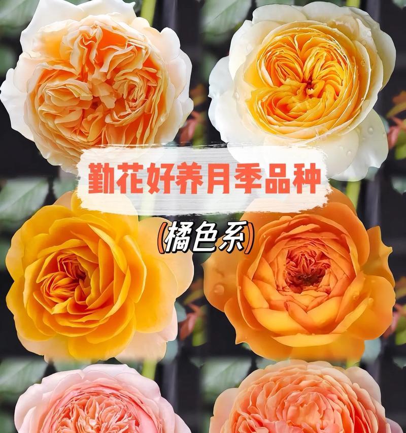 月季花养殖的秘诀是什么？