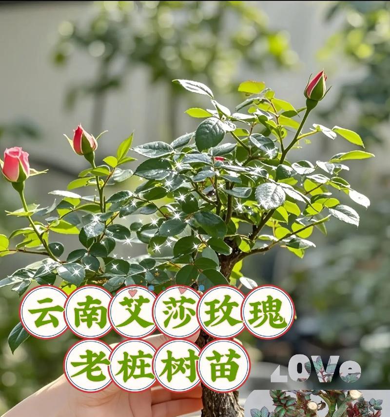 月季花养殖的秘诀是什么？