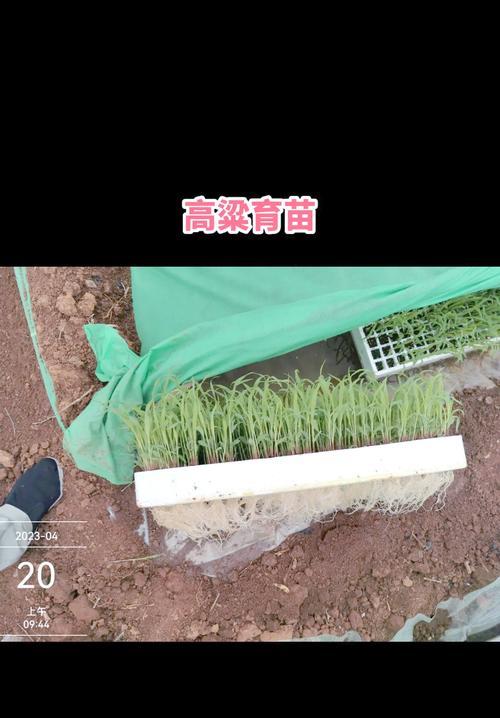 捕蝇草移栽步骤有哪些？