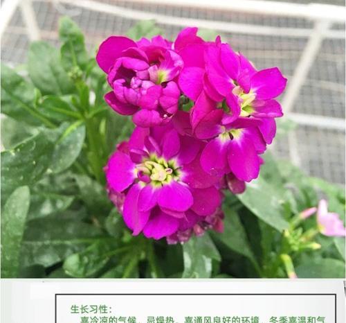 紫罗兰种子的外观特征有哪些？
