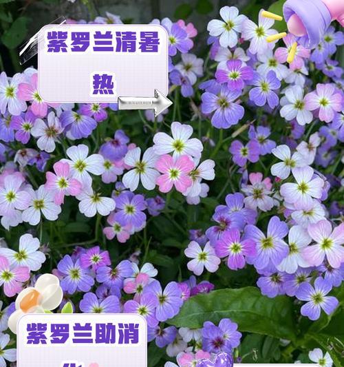 紫罗兰种子的外观特征有哪些？