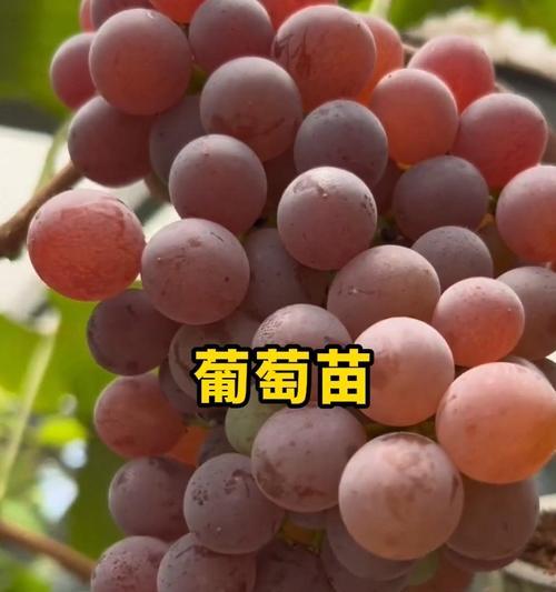 盆栽葡萄常用品种有哪些？如何选择？