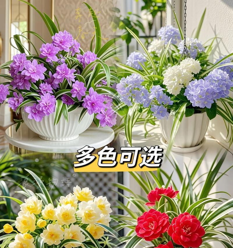 吊兰有哪些品种？吊兰品种特点是什么？