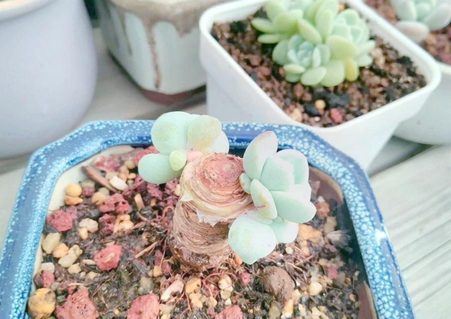 摘心对花卉生长有何影响？如何正确进行摘心操作？