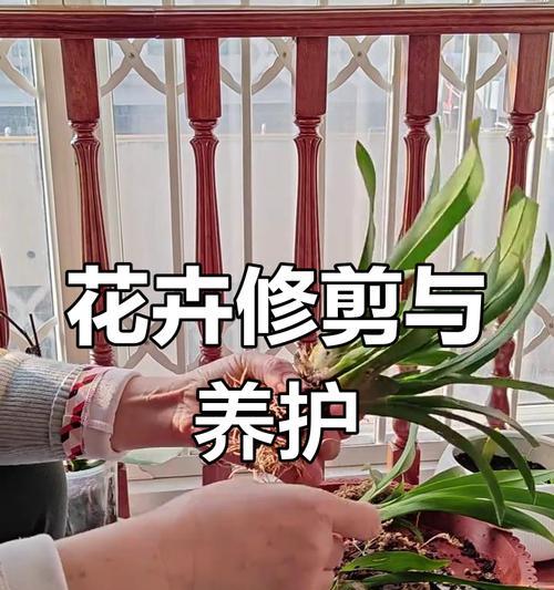 摘心对花卉生长有何影响？如何正确进行摘心操作？
