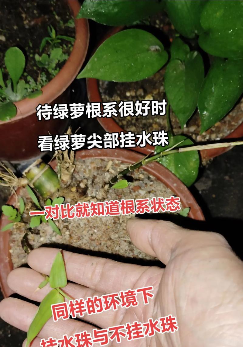 豆瓣绿水培生根的技巧是什么？