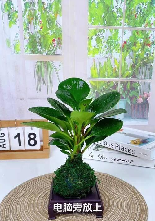 豆瓣绿水培生根的技巧是什么？