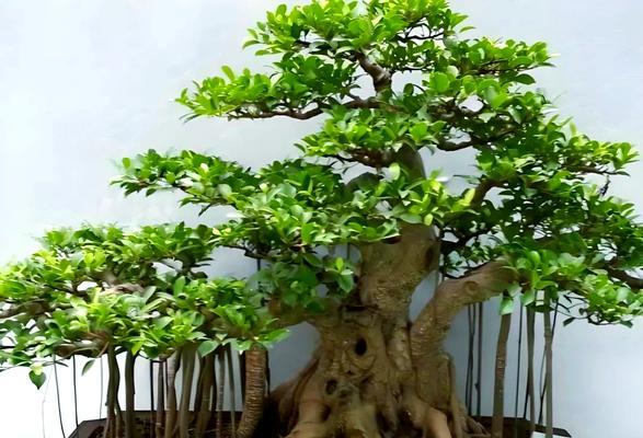 榕树繁殖方法是什么？