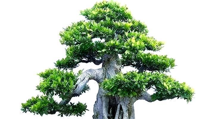 榕树繁殖方法是什么？