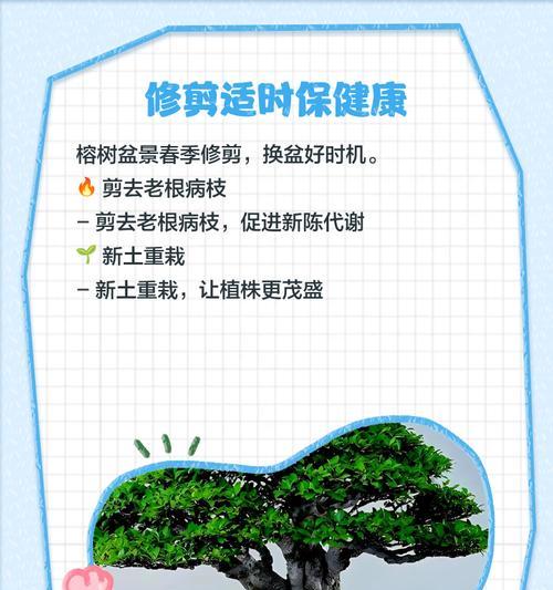 榕树繁殖方法是什么？