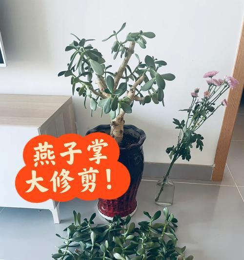 碧桃徒长了怎么办？如何修剪促进健康生长？