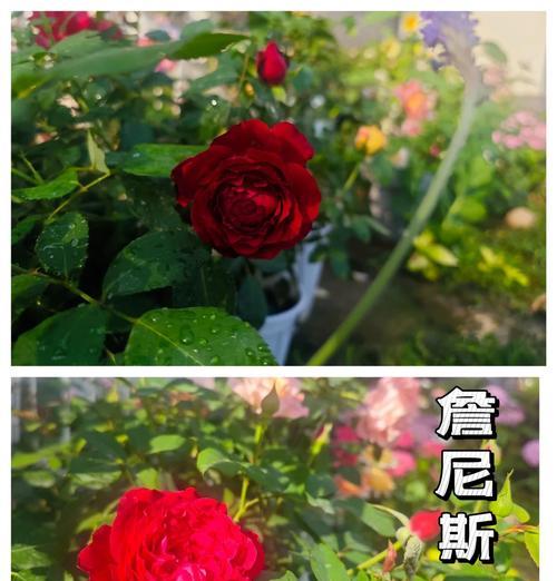 经典月季十大品种有哪些？如何养护？