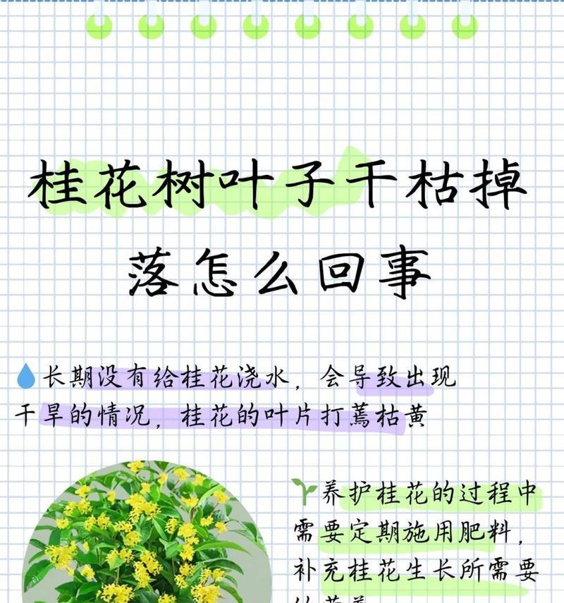 桂花叶子发黄的解决方法有哪些？