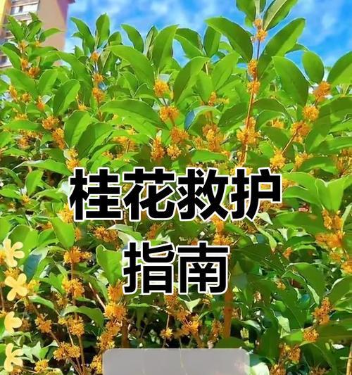 桂花叶子发黄的解决方法有哪些？