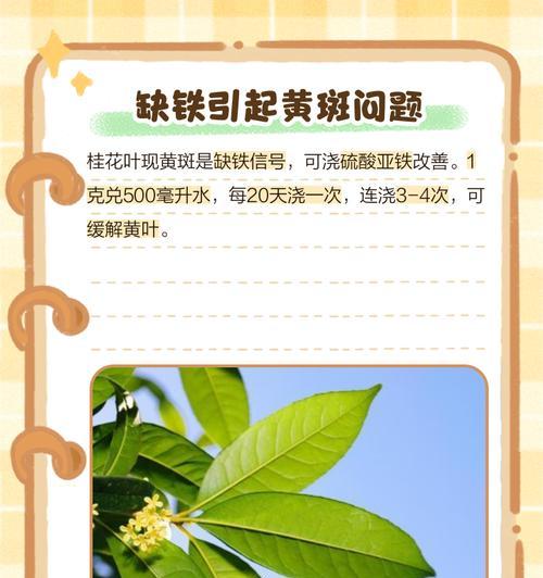 桂花叶子发黄的解决方法有哪些？