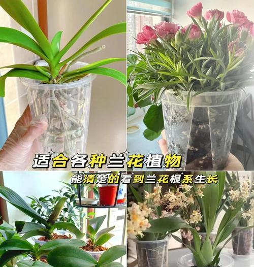 蝴蝶兰的栽种步骤和注意事项？