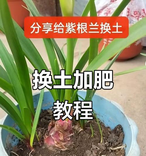 花卉养护的基本技巧有哪些？花卉养护的常见问题是什么？