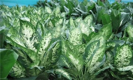 哪些植物盆栽有毒？如何识别和避免？