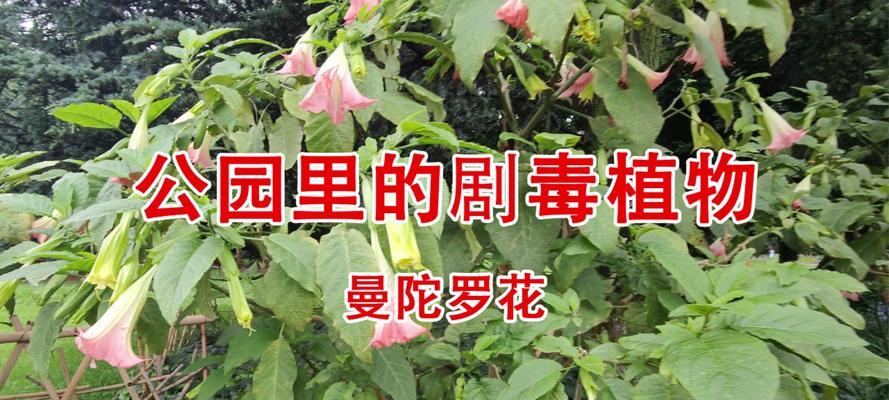 哪些植物盆栽有毒？如何识别和避免？