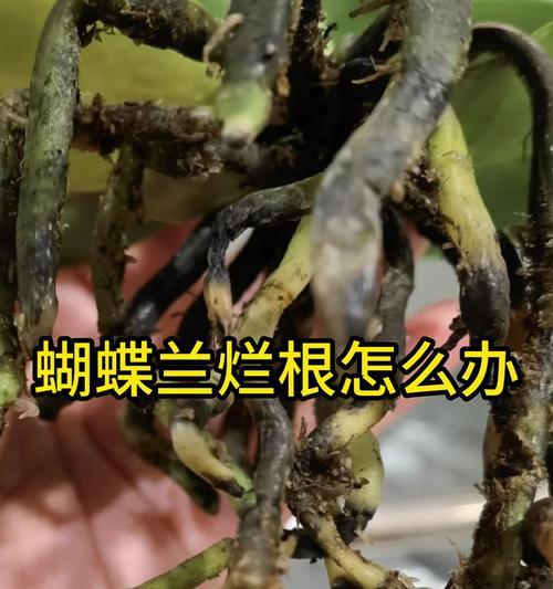 蝴蝶兰烂根的处理和预防措施？