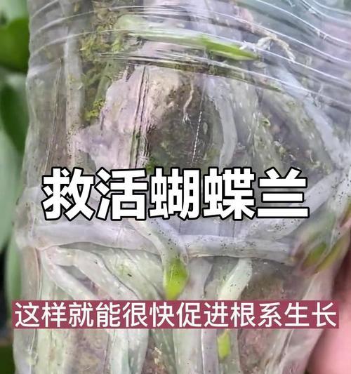 蝴蝶兰烂根的处理和预防措施？