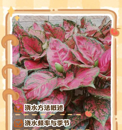 粉叶万年青怎么养？养护技巧和繁殖方法有哪些？